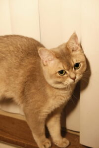British Shorthair brown cat leaning against wall