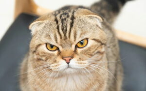 british-shorthair-vs-scottish-fold
