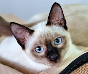 Siamese cat blue point