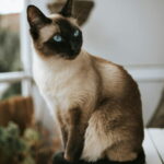 Siamese Cat 101: History, Temperament & Care Guide