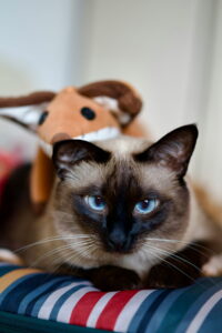 Siamese cat lying on a blanket