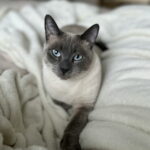 Siamese Cat Lifespan & Health: What to Expect