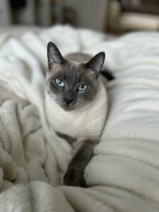 Siamese cat on white blanket