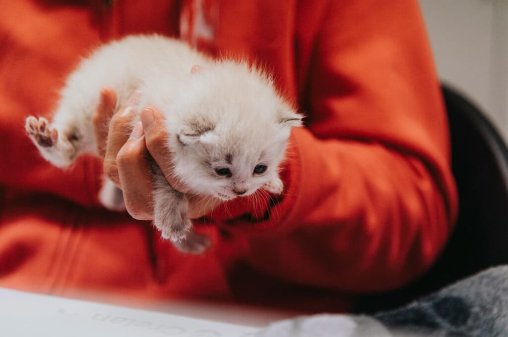 White kitten held gently in owner's hand