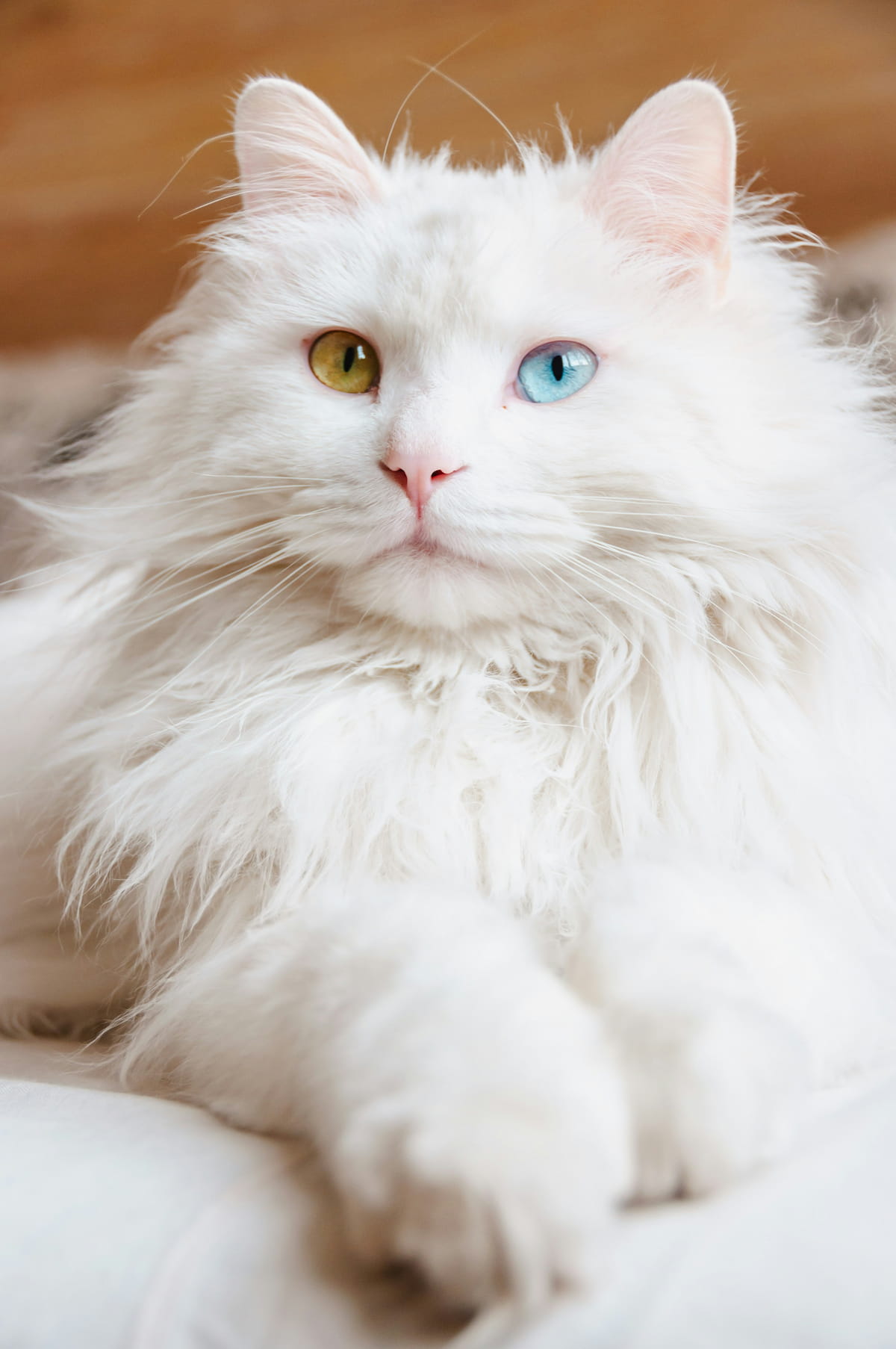 Odd-eyed white Shirazi cat with one gold eye and one blue eye