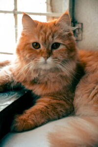Orange Shirazi cat with a long red tabby coat and copper eyes