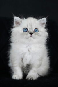 Fluffy long-haired kitten with blue eyes on a black background