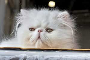 White Shirazi cat with copper eyes
